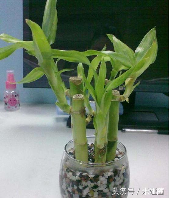 富贵竹怎么处理不会缩水起皱,富贵竹怕冻怎么处理