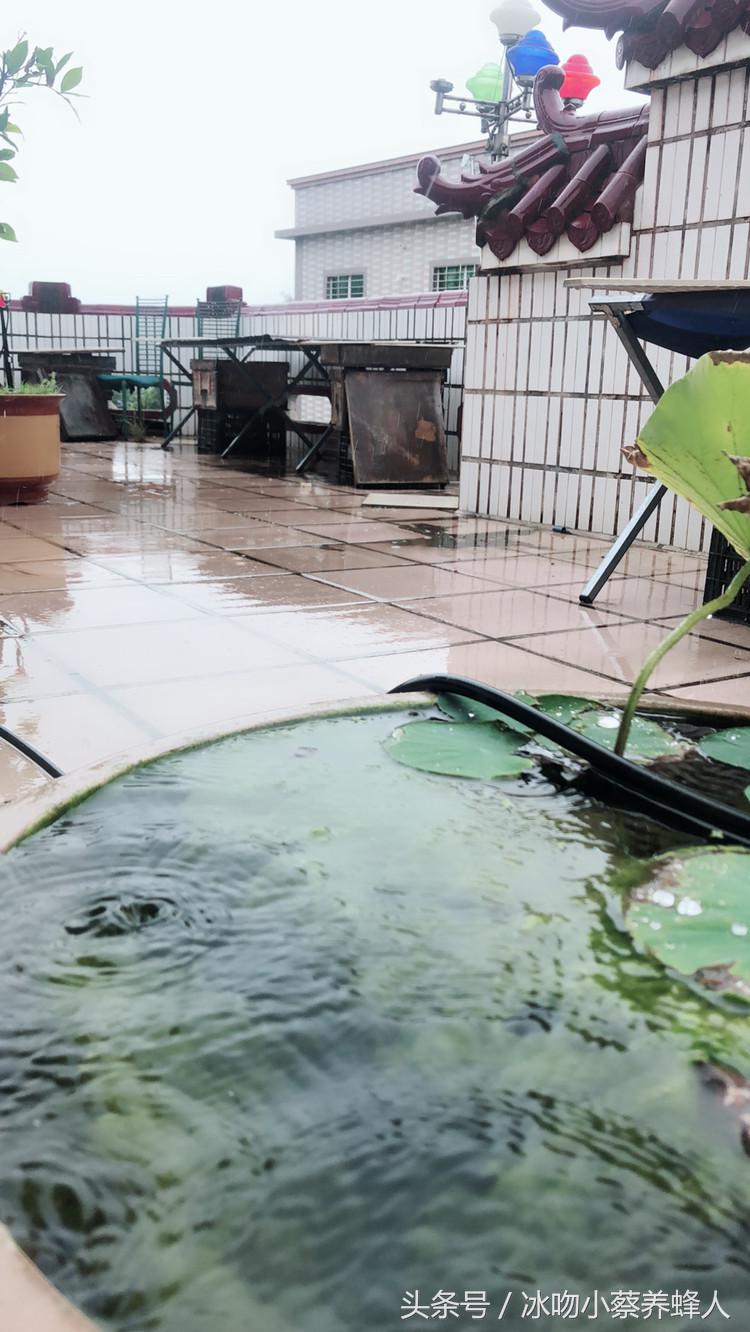 怎么有效的喂蜂水,怎么自己做诱蜂水