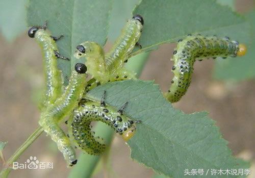 月季被茎蜂咬过的枝怎么痊愈,月季叶片被咬断