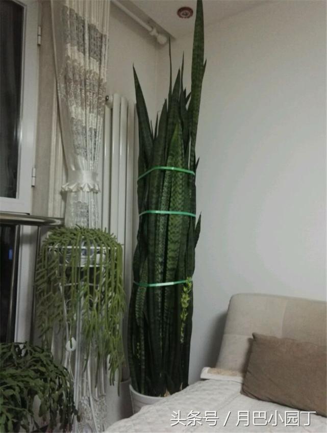 虎皮兰只长高不发芽怎么办,虎皮兰长得又细又高怎么办