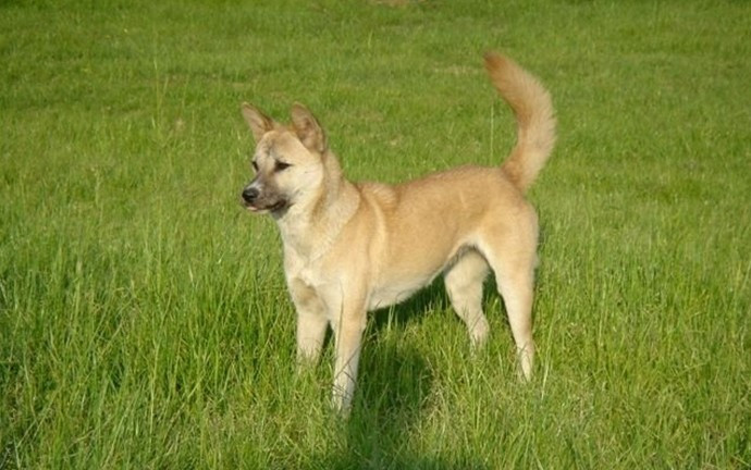 中华田园犬草黄,中华草根田园犬