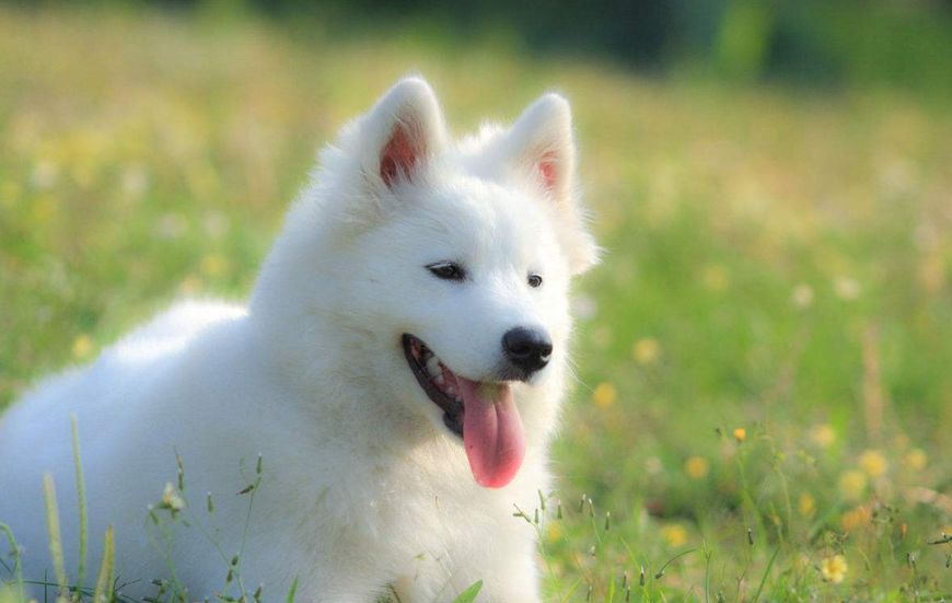 微笑天使萨摩耶公的好还是母的好,萨摩耶养狗真实感受