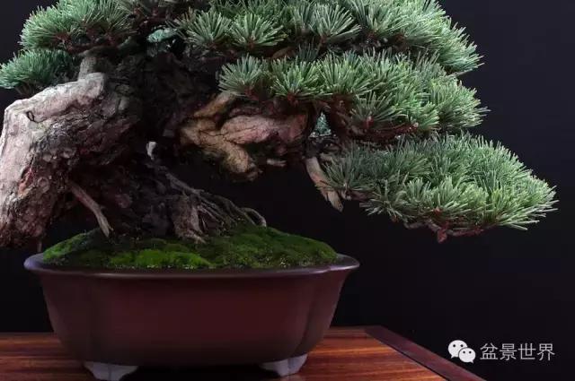 盆景是中国的名片看看浪漫的法国人怎样玩盆景