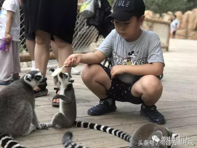 长隆野生动物园一日游简单攻略,长隆野生动物园两天一晚游玩攻略