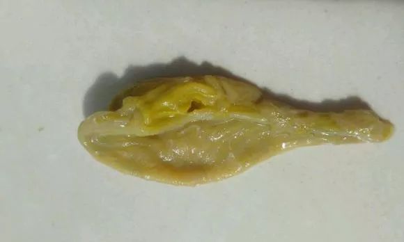 龙鱼快死的视频,龙鱼吞食异物正确的处理方法