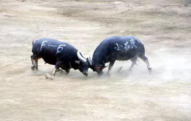 贵州黔东南斗牛赛好热闹,贵州凯里斗牛大赛时间表