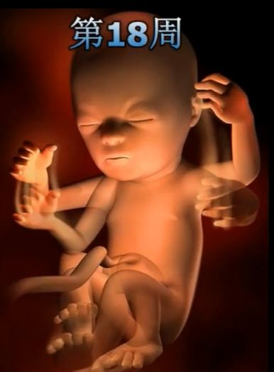 胎儿发育震撼照片,最全胎儿发育图