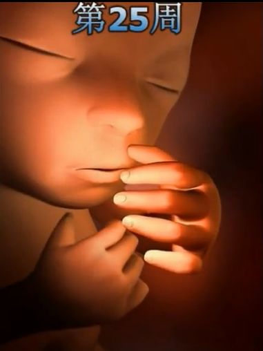 胎儿发育震撼照片,最全胎儿发育图