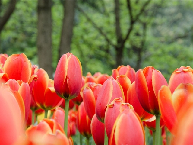 郁金香花卉了解,郁金香的习性和特点