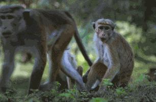 为啥运动员爱摸鞋底,运动员为什么喜欢比赛搓下巴