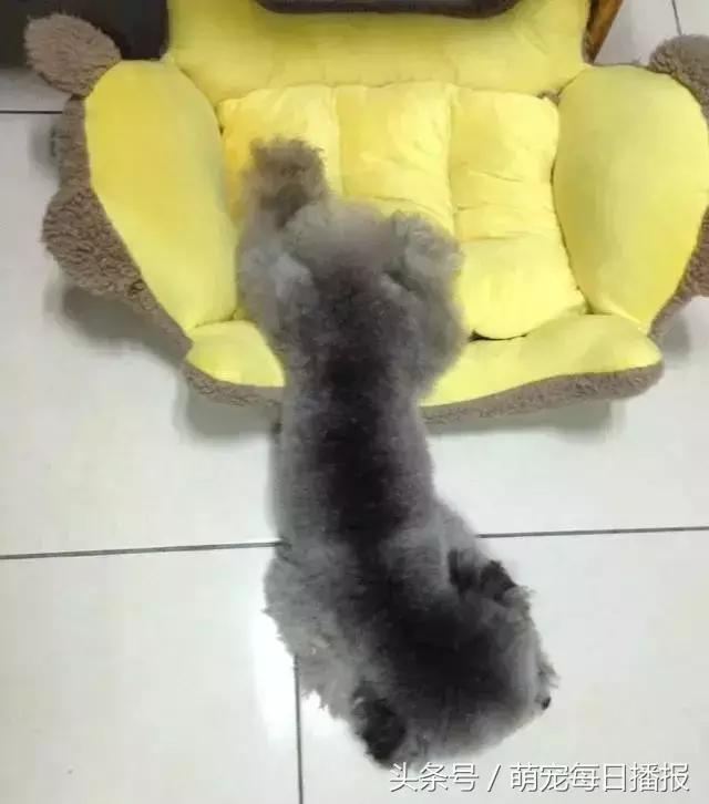 捡了一只黑色泰迪找不到主人,捡回家一只泰迪