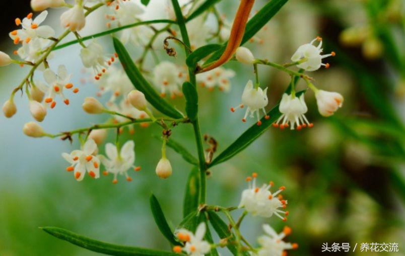 天门冬文竹,天门冬与文竹有什么不同
