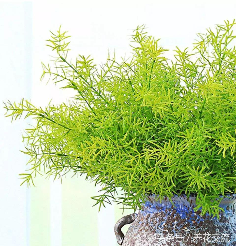 天门冬文竹,天门冬与文竹有什么不同