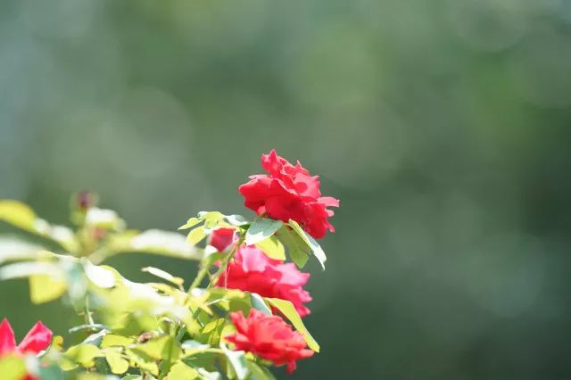 索尼sel24105镜头评测,长焦大炮镜头性价比推荐