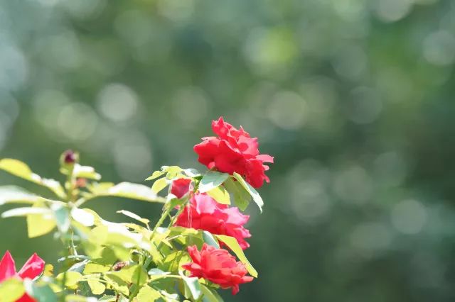 有了它再也不担心熬夜,有了它就不愁做饭了