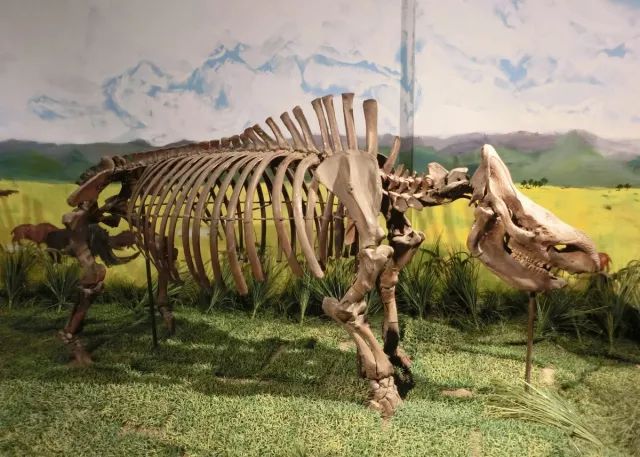 虎骨补肾阳,虎骨补肾补钙