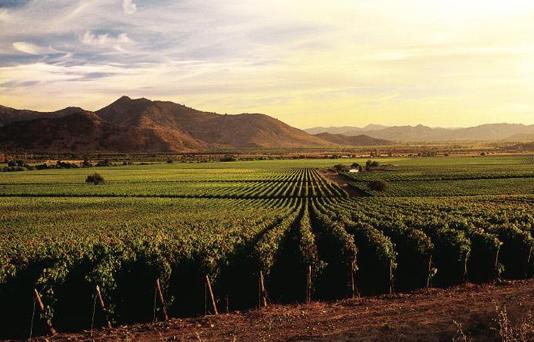 轻松学会十条红酒小知识（最详细的十条问答红酒知识）