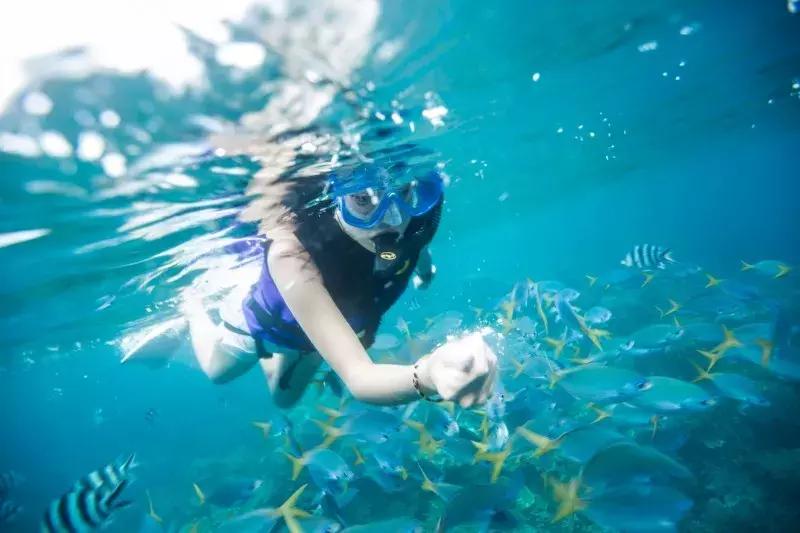 去帕劳玩,帕劳潜水的四个理由