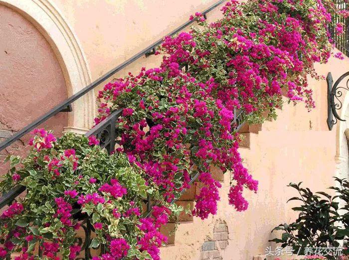 适合攀爬的植物有哪些,十种最好养的攀爬植物