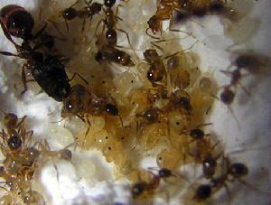 蚂蚁竟然是地球进化最完美的生物,蚂蚁是怎么从地球进化来的