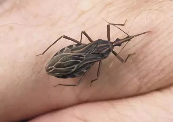 近期出现的毒虫,三明市永安区疾控中心