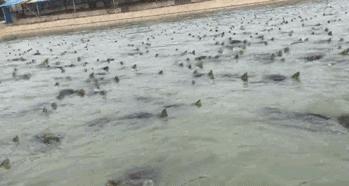 一周只卖3天网红龟苓膏，熬夜睇波食一盅即刻下火