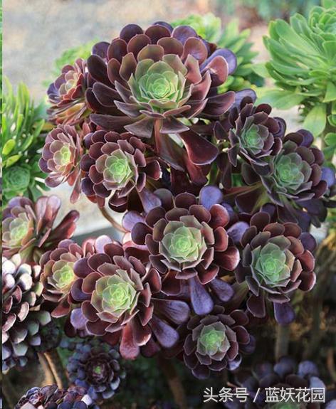 阳台种菜小黑飞怎么消灭最彻底,阳台种菜小黑飞怎么办