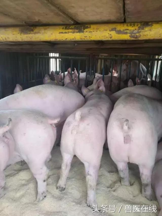 母猪断奶后不吃食两天死亡,母猪断奶后不发猪情原因
