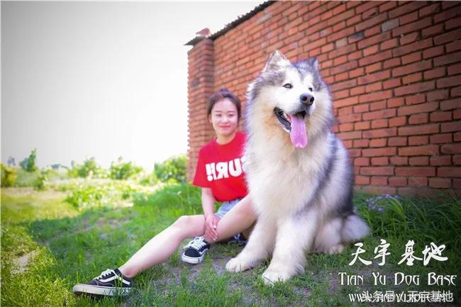 她和它的故事—灰色阿拉种公「宇文逸」