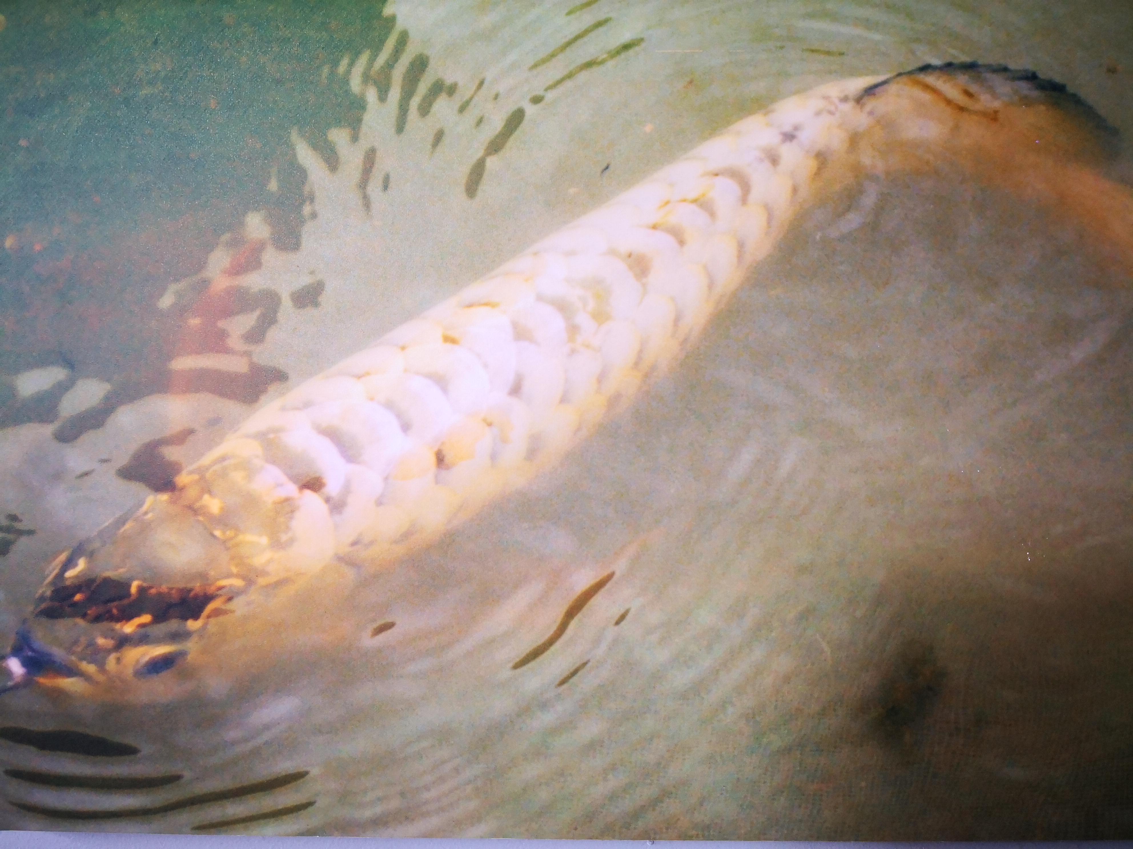 野生过背金龙,过背金龙种类