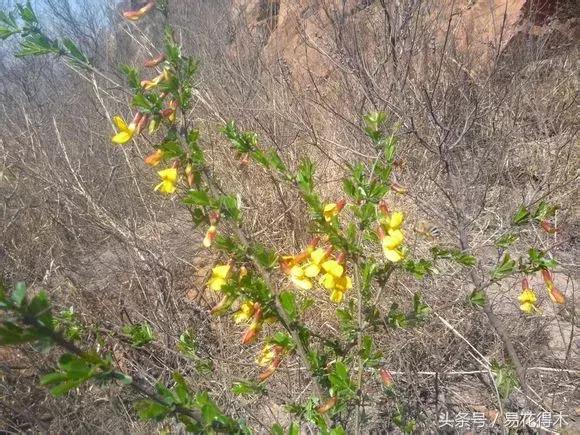 金雀南雀和北雀区别,金雀品种是南雀好还是北雀好