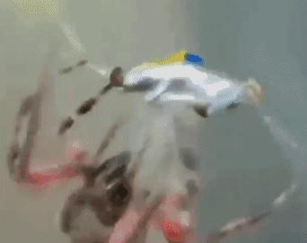 内马尔搞笑翻滚视频,内马尔打滚遭到网友恶搞