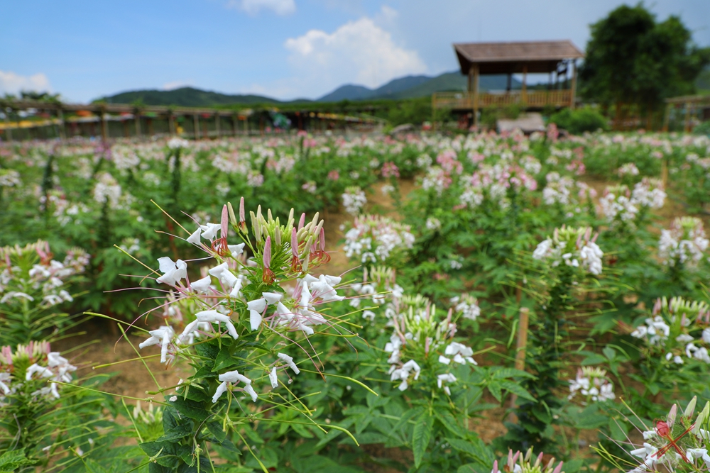 暑假带孩子逛公园,带孩子玩跳楼