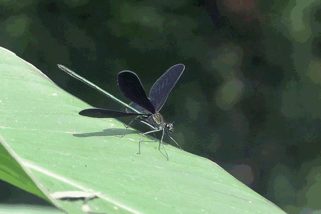 夏天下雨的时候蜻蜓,夏天下雨了京城胡同