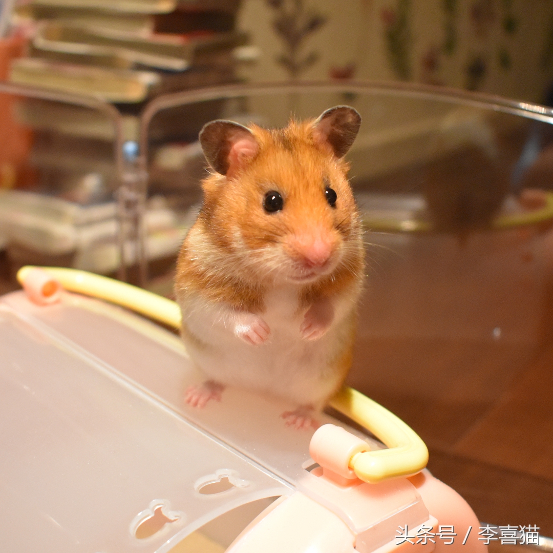 仓鼠和猫为什么是最好的朋友,猫和仓鼠居然成为了好朋友