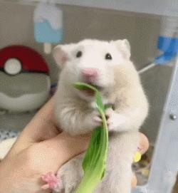 仓鼠和猫为什么是最好的朋友,猫和仓鼠居然成为了好朋友