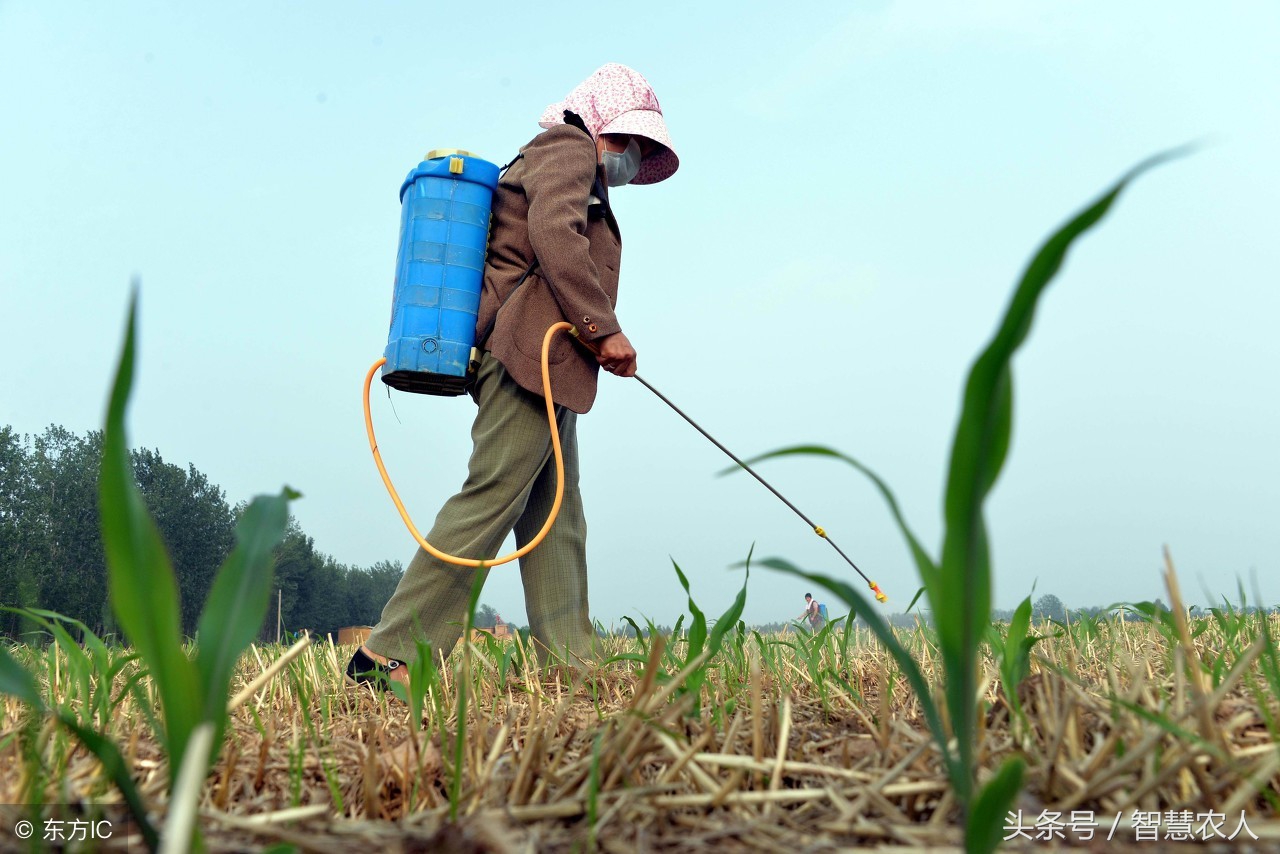 果树除草剂药害如何补救,果树专用药害防治措施