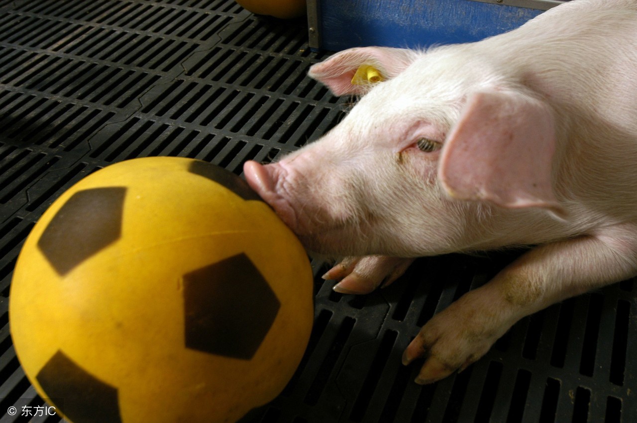 猪与人组合,猪和足球队