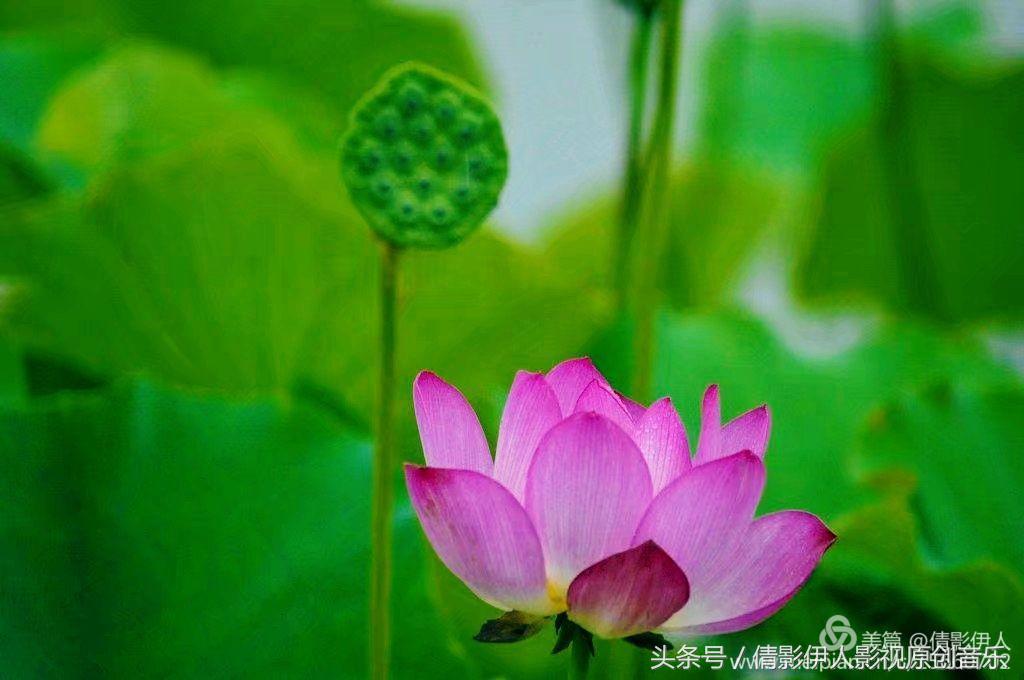 夏荷晕倒在海教官怀里,夏荷最美的十首诗