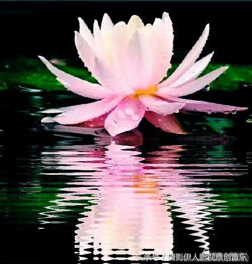 夏荷晕倒在海教官怀里,夏荷最美的十首诗