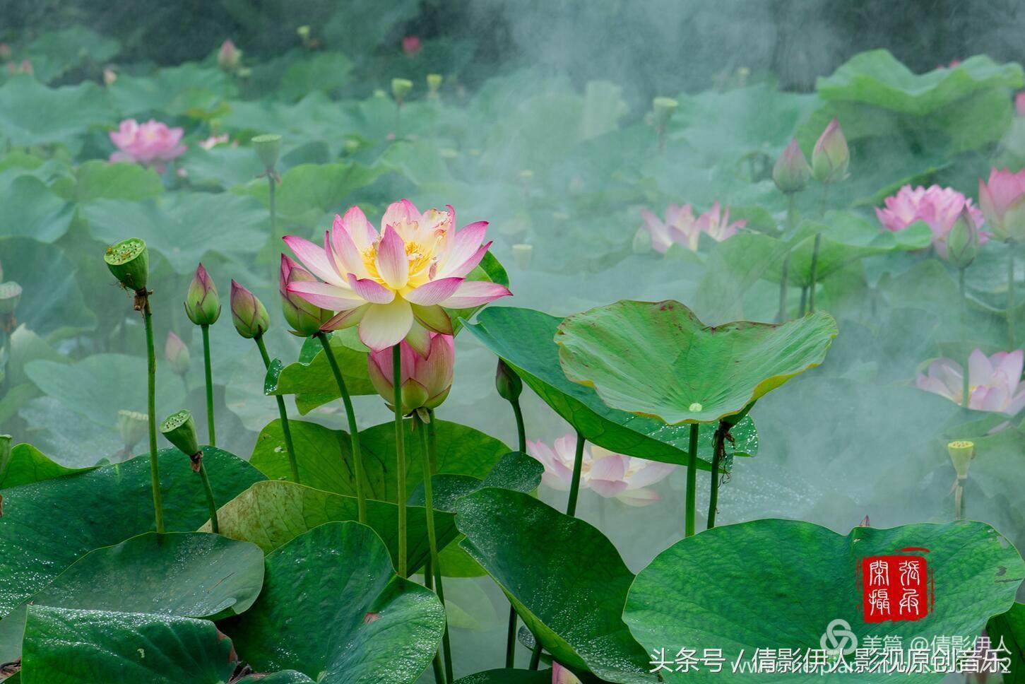 荷花之歌,立夏荷花音乐