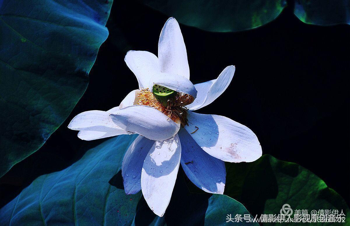 夏荷晕倒在海教官怀里,夏荷最美的十首诗