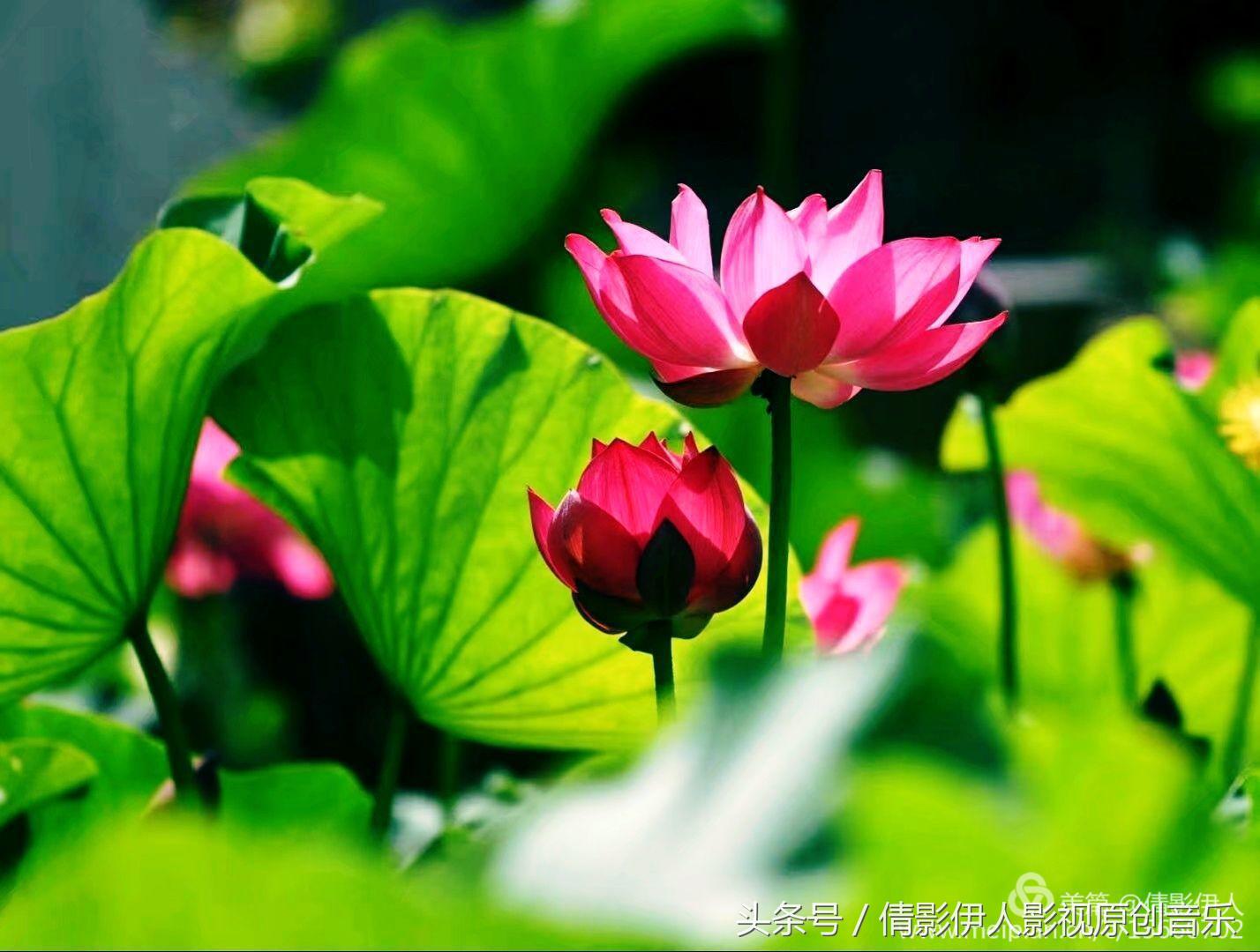 荷花之歌,立夏荷花音乐