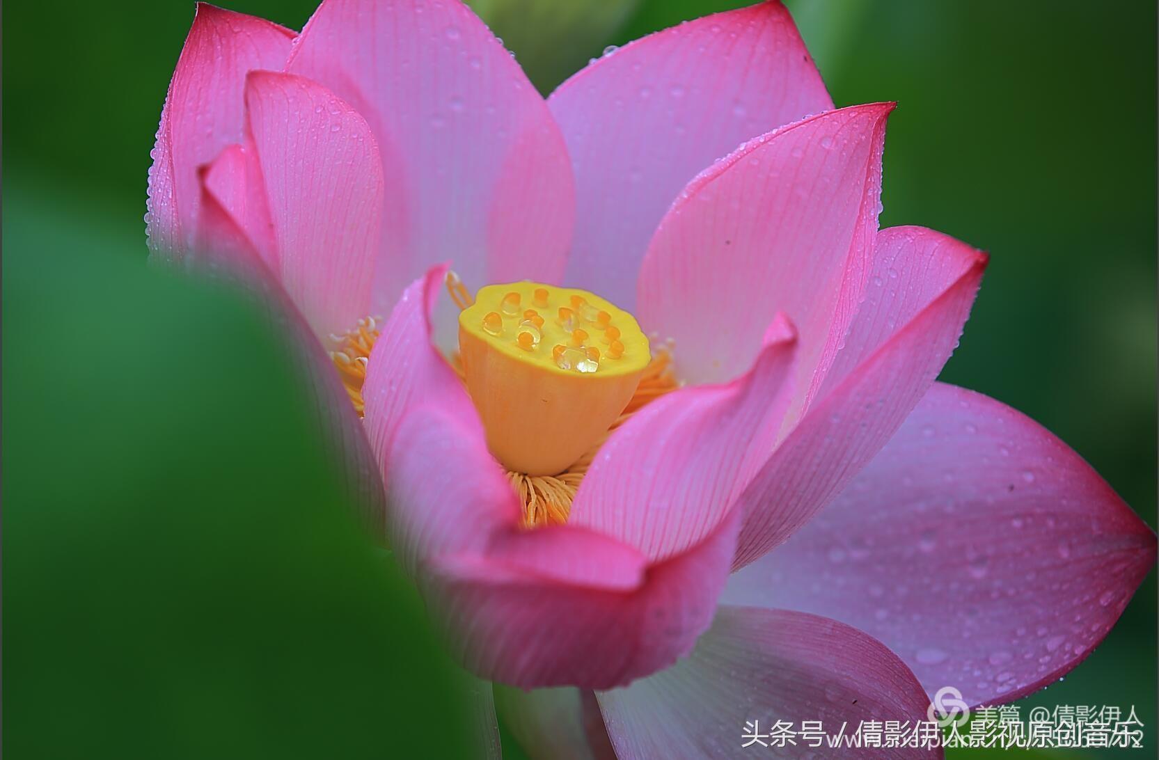 荷花之歌,立夏荷花音乐