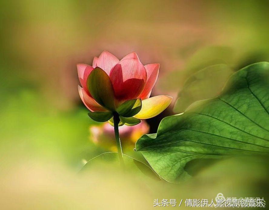 夏荷晕倒在海教官怀里,夏荷最美的十首诗