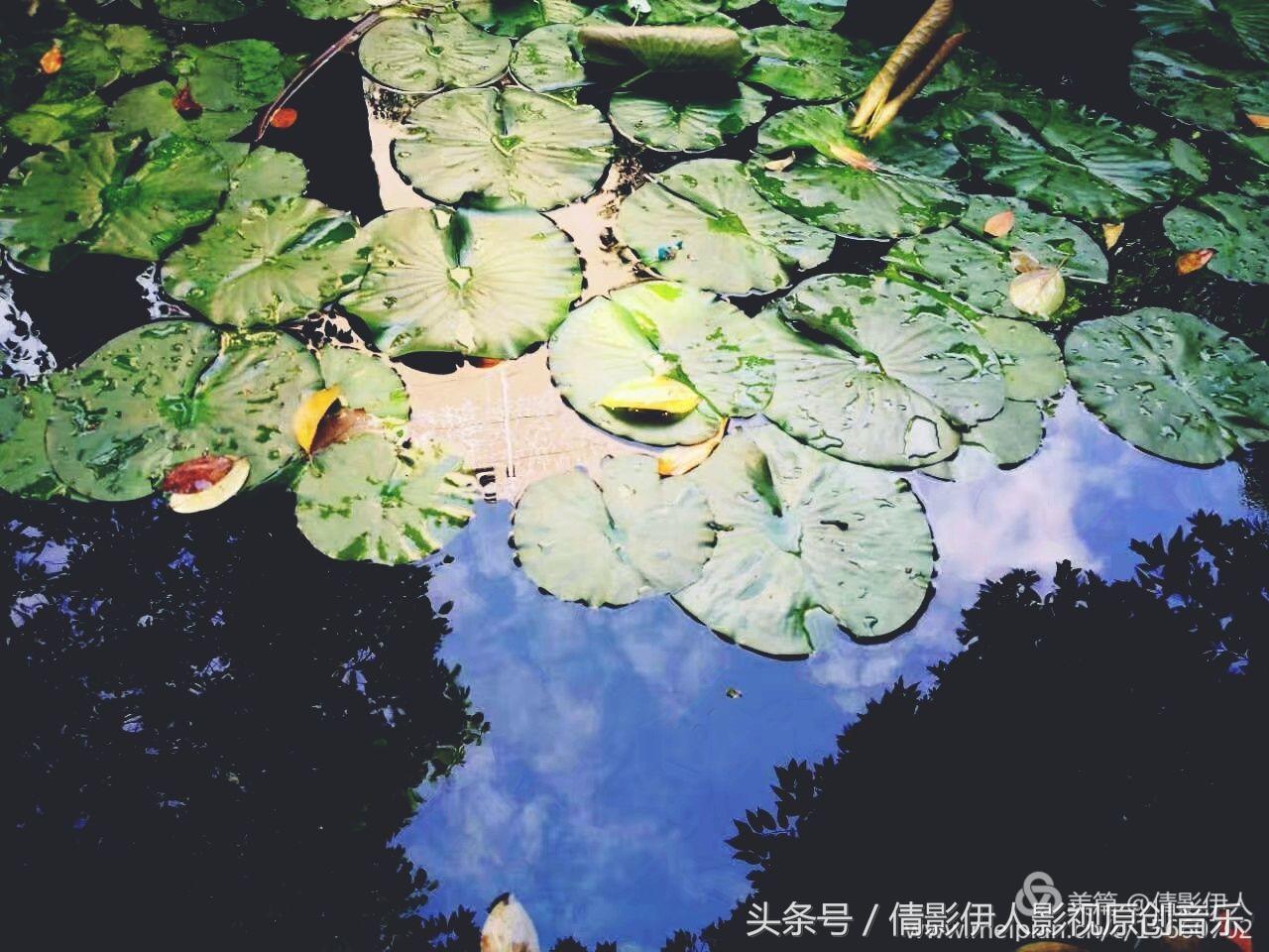 荷花之歌,立夏荷花音乐