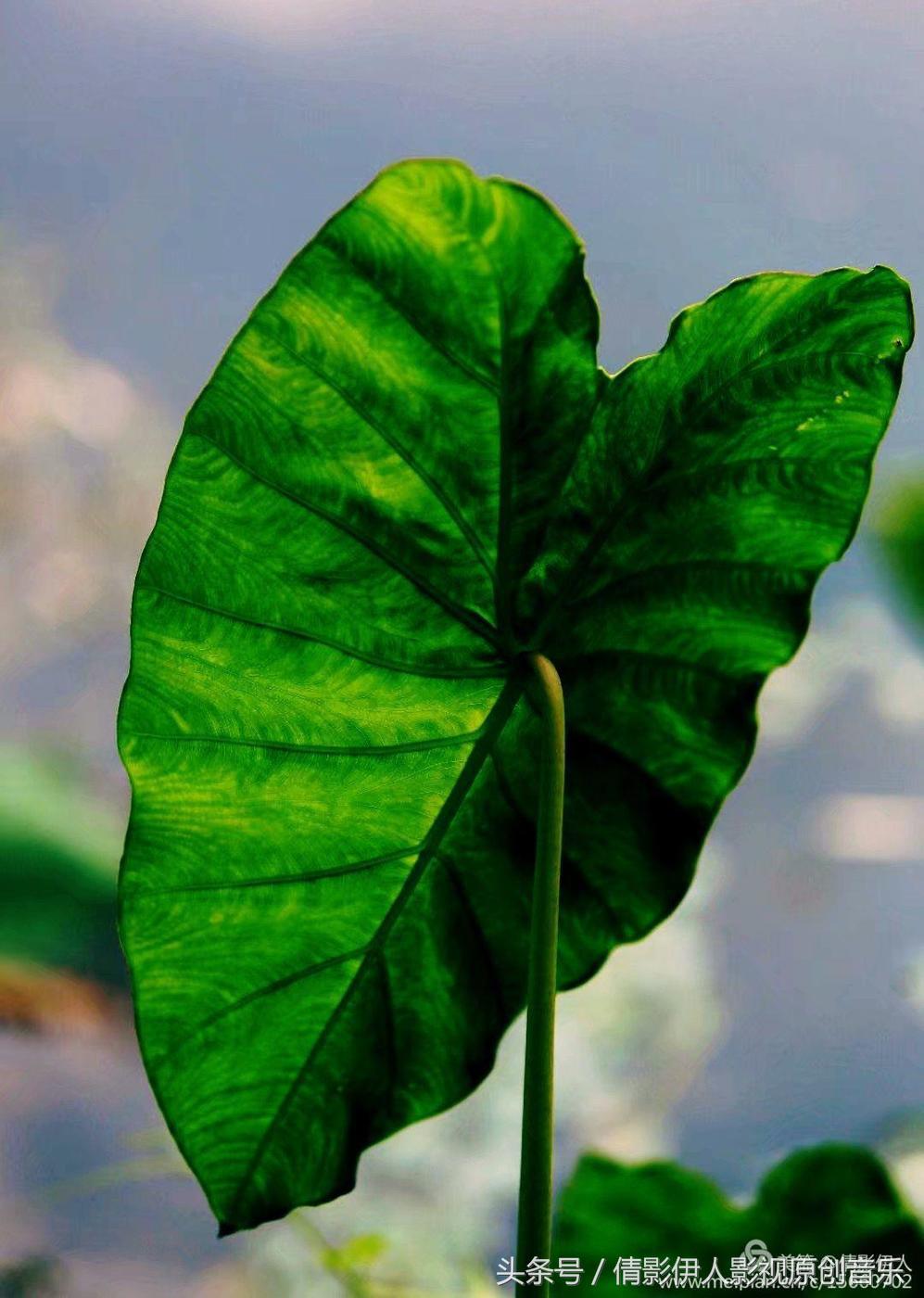 夏荷晕倒在海教官怀里,夏荷最美的十首诗