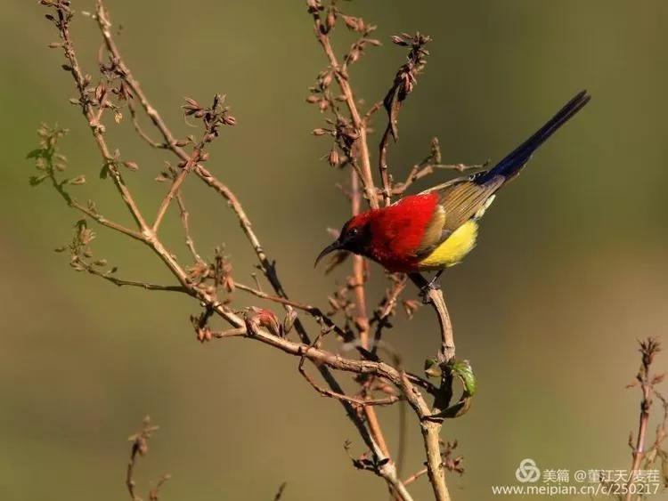 观鸟最佳路线,观鸟线路推荐