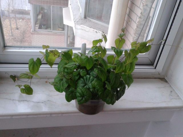 山药豆出芽长叶不爬藤,怎样盆栽山药豆