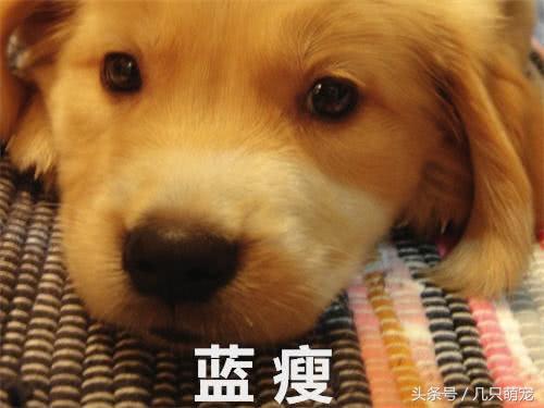 金毛偷吃主人的葡萄,金毛偷吃了一串葡萄